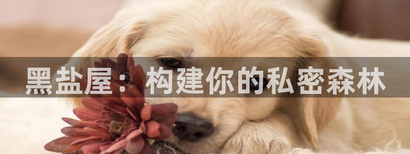 c7娱乐传媒：黑盐屋：构建你的私密森林